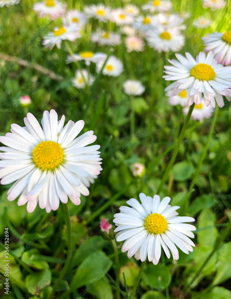 daisies in the garden