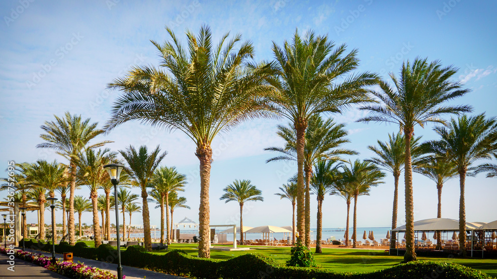 palm trees grow on the shore of the picturesque sea