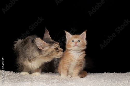 Mama cat sniffs and looks at her Maine Coon kitten of tender lion color. Lion cub Maine Coon on black background and white carpet. Kitten 5 weeks. Color: red silver ticked tabby bicolour DS 25 03.