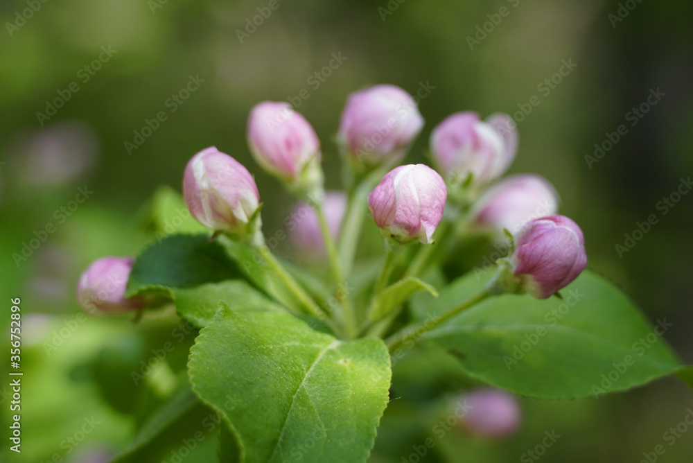 Blossoming branches of apple trees with many white-pink buds and green leaves. Blurred background. Blossoming branches of apple trees with many white-pink buds and green leaves. Blurred background.