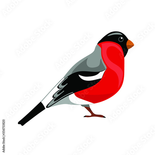  Bullfinch, bird drawing, vector illustration