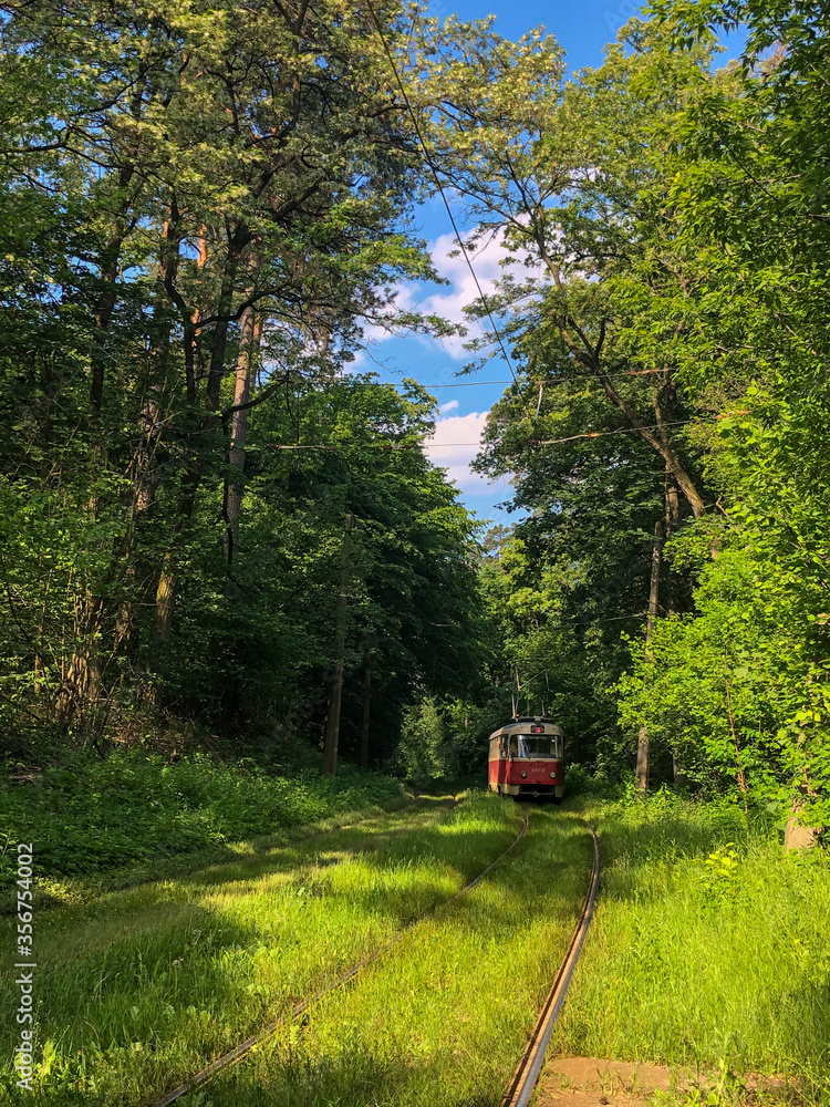Fototapeta premium train in the forest