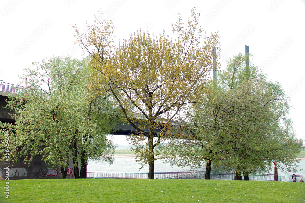 Fototapeta premium Big tree and big bridge