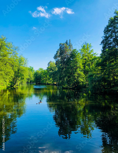 lake in the forest