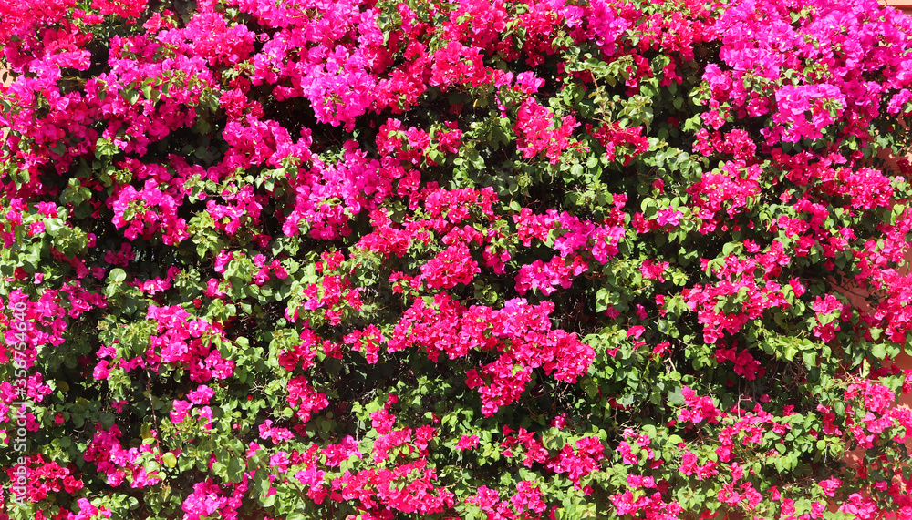 green wall of plants and leaves with fuchsia pink flowers in spring - horizontal floral background for a banner or a wallpaper green wall of plants and leaves with fuchsia pink flowers in spring - horizontal floral background for a banner or a wallpaper