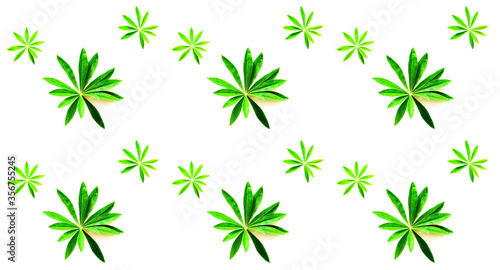 Pattern from green leaves on white background. Hello Summer concept. Creative copy space for projects