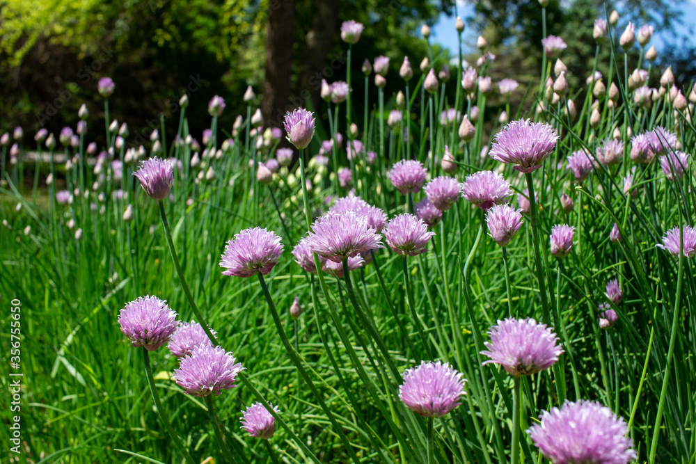 Close landscape view of fresh blooming chives flower blossoms in an outdoor garden setting Close landscape view of fresh blooming chives flower blossoms in an outdoor garden setting