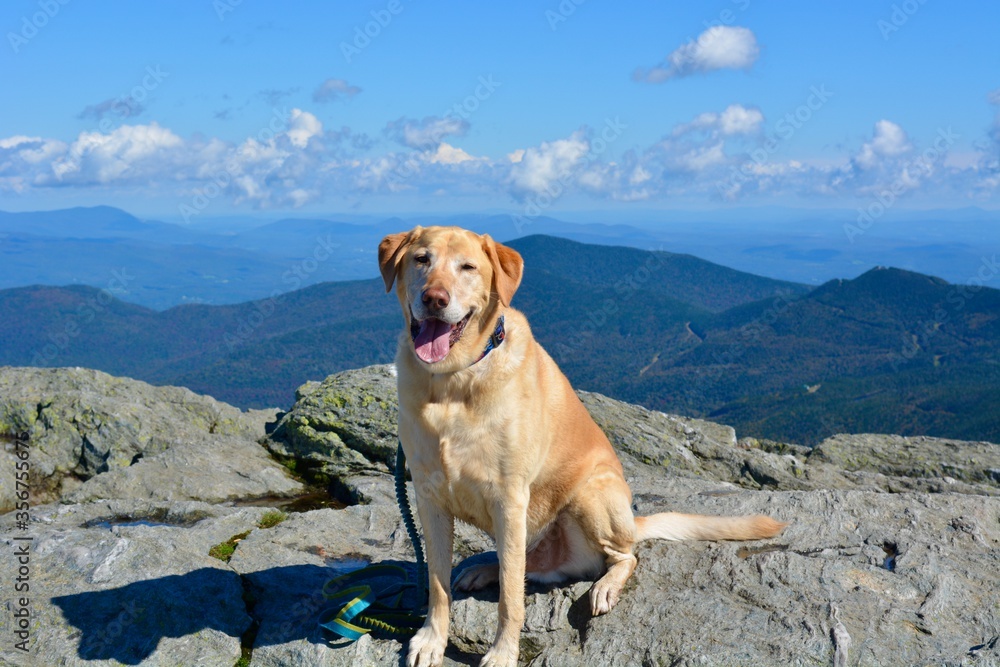 dog on the mountaintop