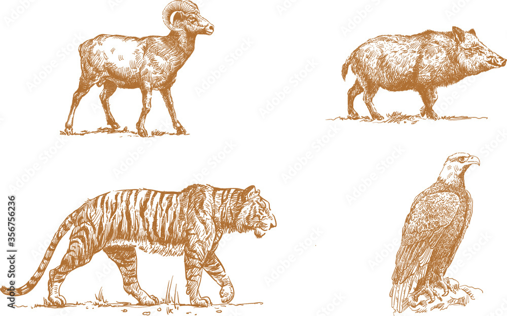 Fototapeta premium Wild animals from forests and mountains that need to be protected