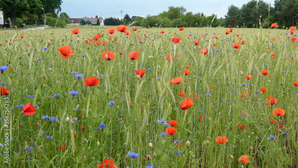 Fototapeta premium Maki i chabry