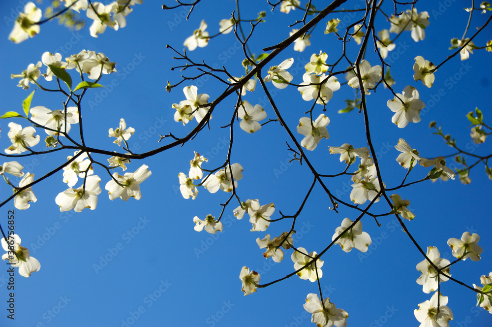 Dogwood blooms against blue sky