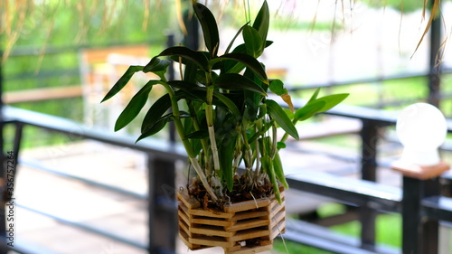 plant in the window