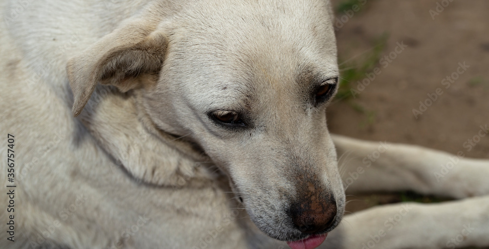 Portrait of a white dog. A pregnant female canine is resting. Animal instincts. Portrait of a white dog. A pregnant female canine is resting. Animal instincts.