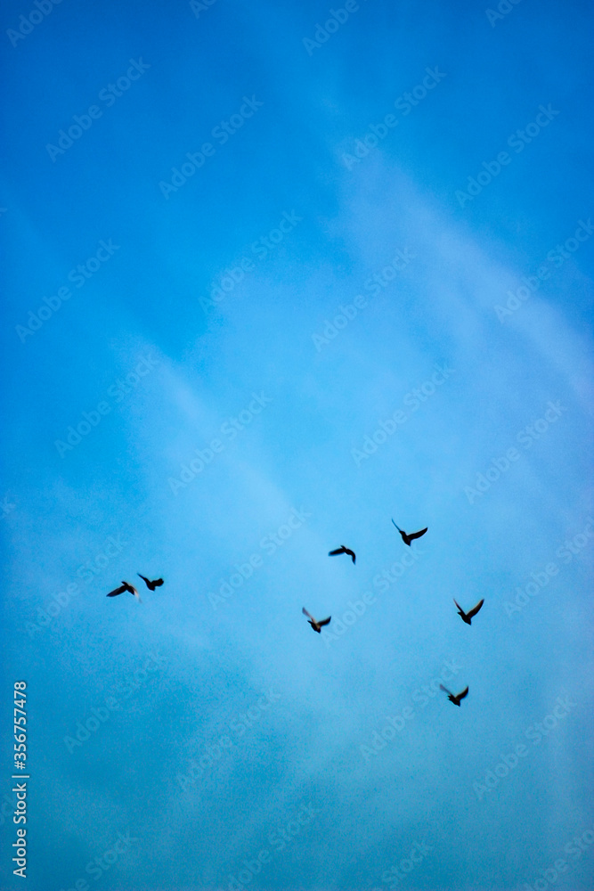 Fototapeta premium birds flock in the sky