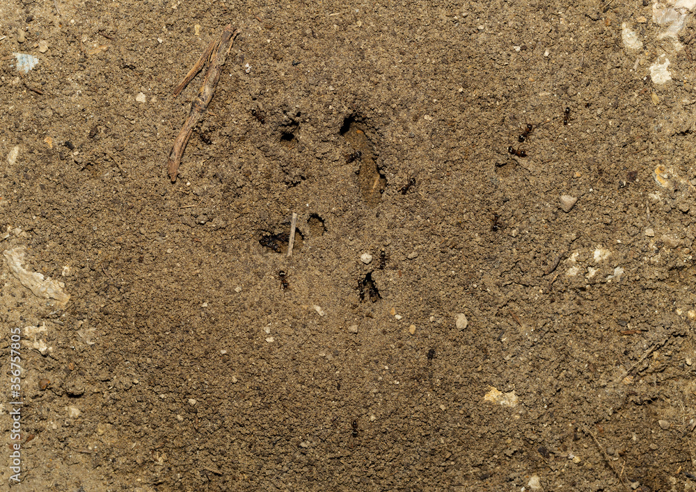 Black garden ant. Life of insects. Ants in an anthill. Black garden ant. Life of insects. Ants in an anthill.