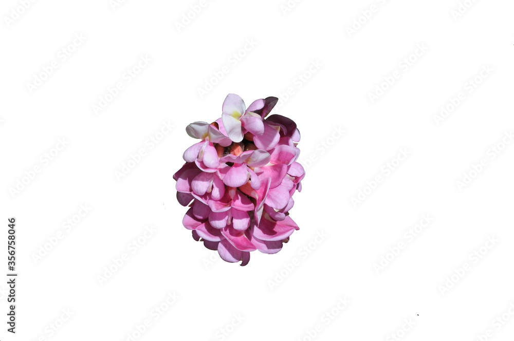 bunch of pink acacia on a white background bunch of pink acacia on a white background