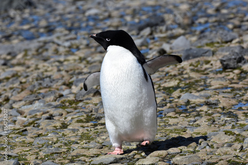 Adelie penguin at Brown Bluff  Antarctica