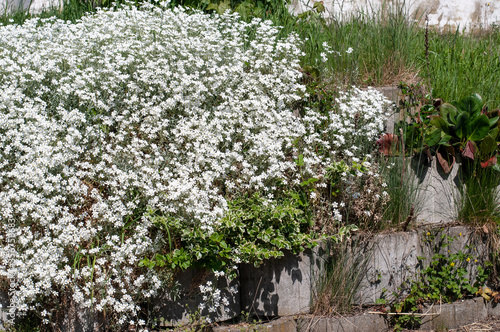 snow-in-summer or cerastium cementosun on a garden wall photo