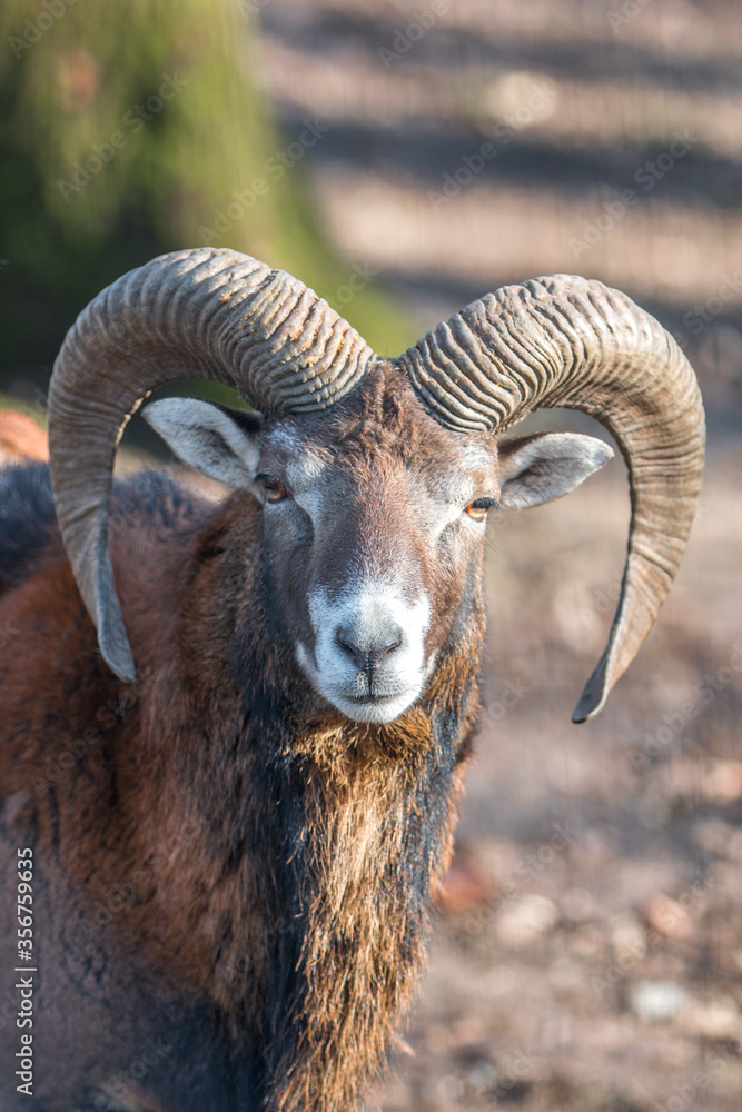 European mouflon (in german Europäischer Mufflon) Ovis gmelini musimon, Ovis orientalis musimon, Ovis aries musimon European mouflon (in german Europäischer Mufflon) Ovis gmelini musimon, Ovis orientalis musimon, Ovis aries musimon