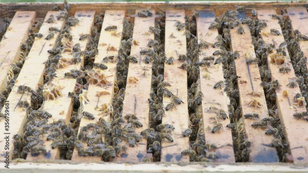 Close up of flying bees. Wooden beehive and bees. Close up of flying bees. Wooden beehive and bees.
