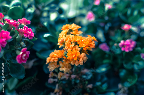 Macro shot of tiny orange flowers. home plant © polly