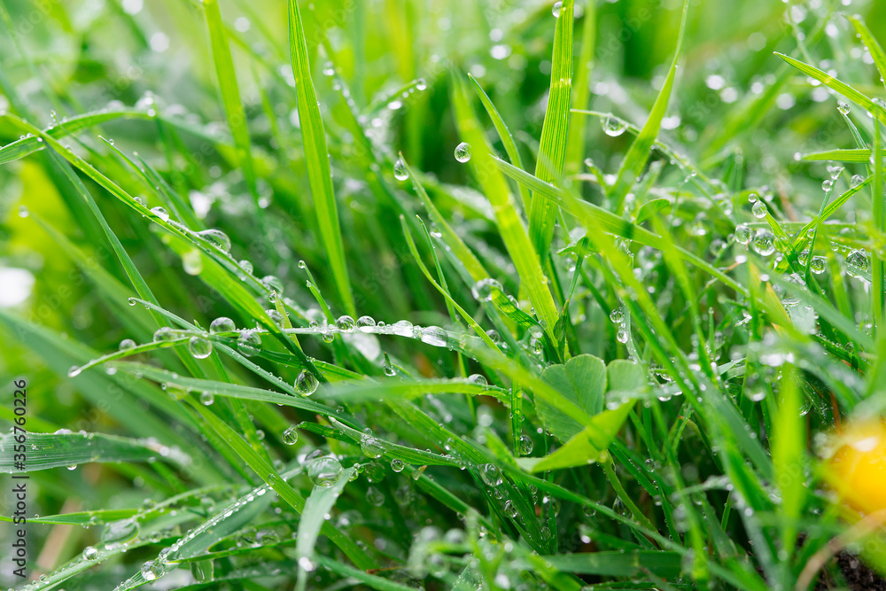 bright juicy bunch of grass with shiny drops of dew or rain