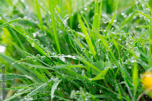 bright juicy bunch of grass with shiny drops of dew or rain