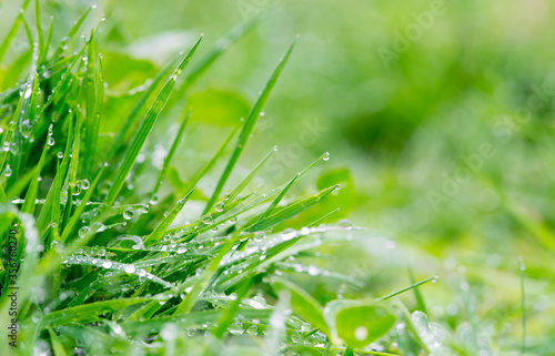 a bunch of grass with shiny dew or rain drops and a blurry space for the text
