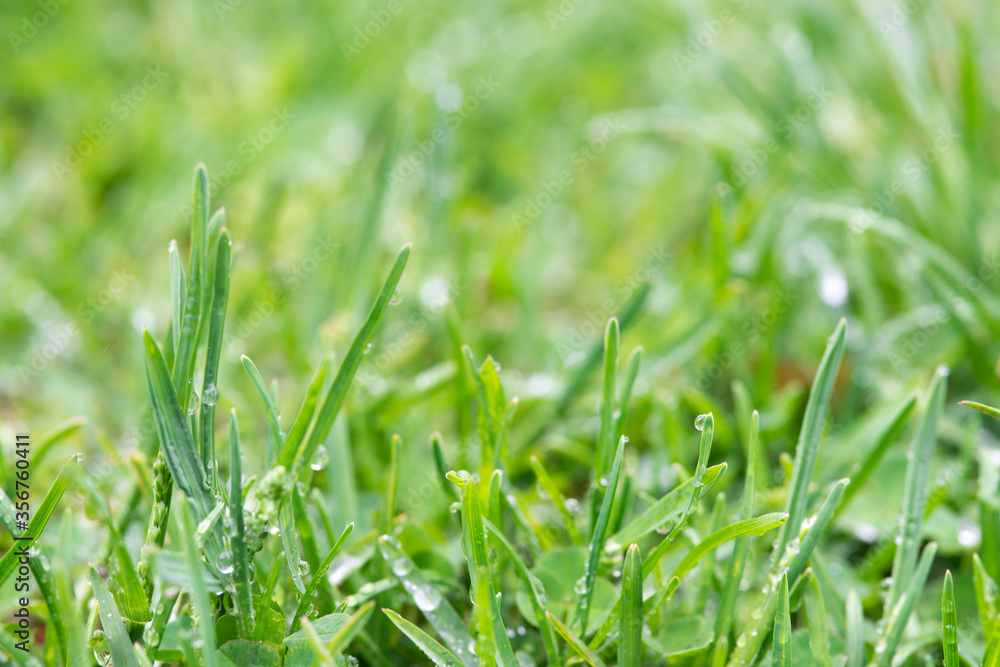 green grass with wet leaves background shallow depth of field green grass with wet leaves background shallow depth of field