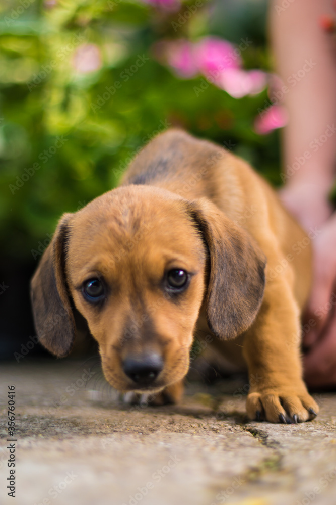 Small Dachshund puppies are playful and very beautiful