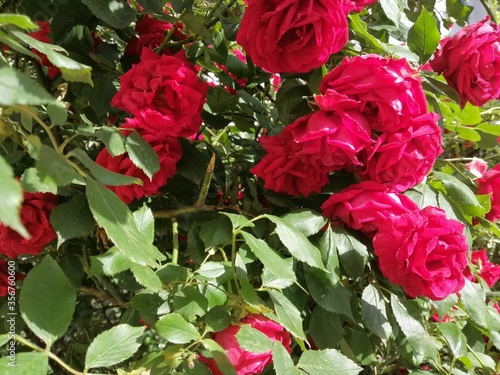 Rosebuds bloomed in a sunlit garden.Roses bloomed