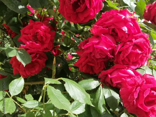 Rosebuds bloomed in a sunlit garden.Roses bloomed