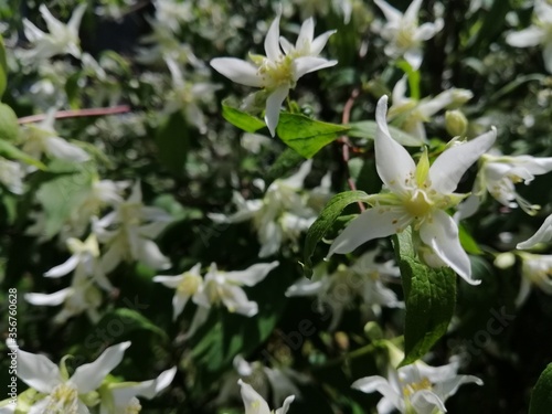 summer flowers bloomed in the garden