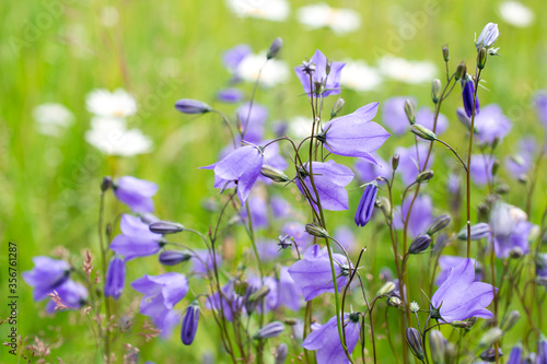 bellflowers or campanula soft summer background photo