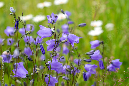 A lots of very young and fresh bellflowers or campanula with camomile in background