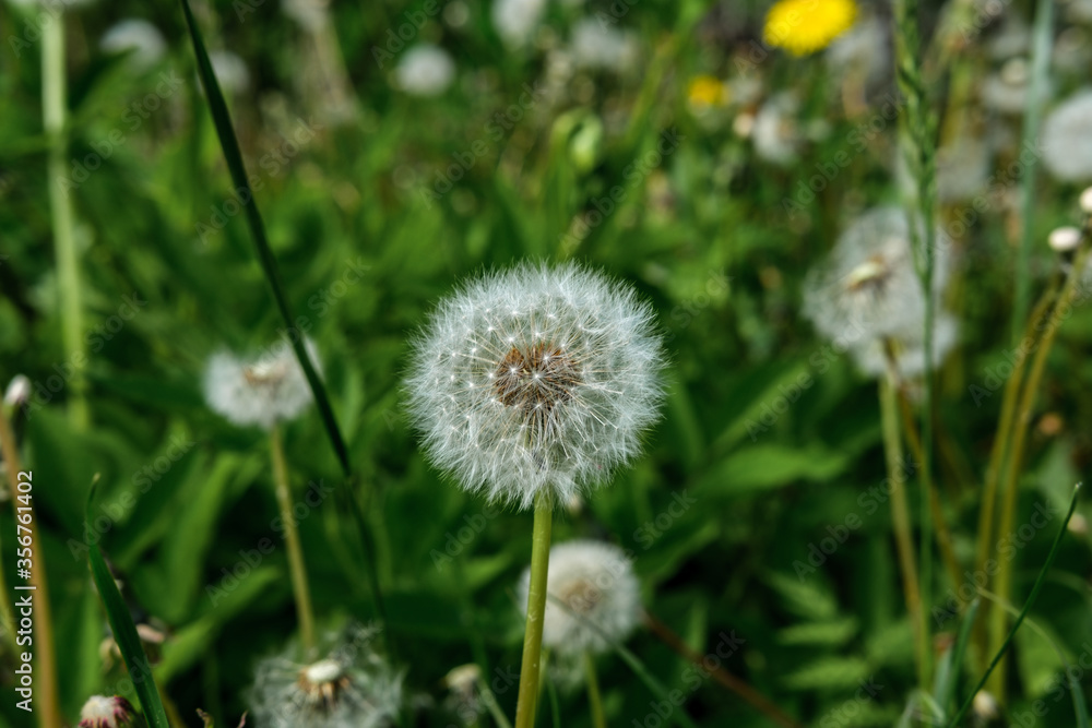 Dandelion with ripened seeds against the background of dense green grass and other dandelions from which the seeds partially scattered. Dandelion with ripened seeds against the background of dense green grass and other dandelions from which the seeds partially scattered.