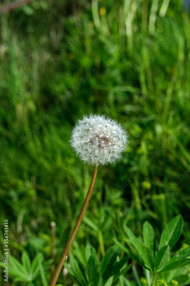 A lone dandelion with ripened seeds grows in a field against a background of dense green grass.