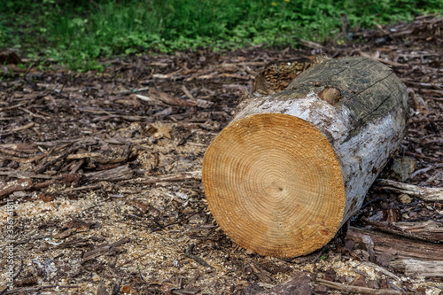 Dry log in the forest, remaining after deforestation, against the background of chopped wood and green grass.