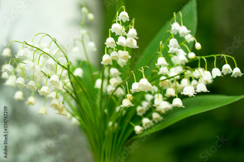  lilies of the valley in her hand against a background of birches and greenery