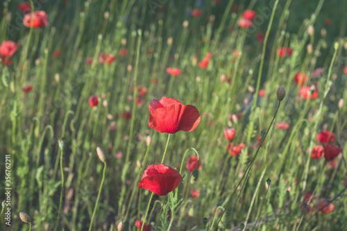 Summer sunny background with red field poppies.