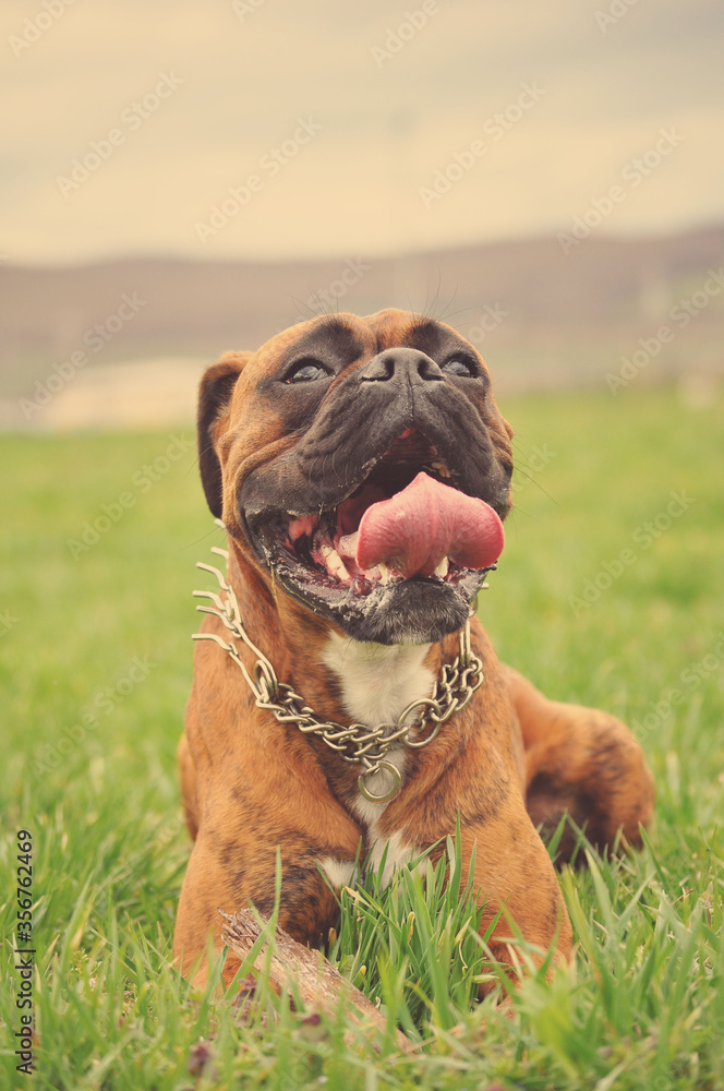 Boxer dog on grass