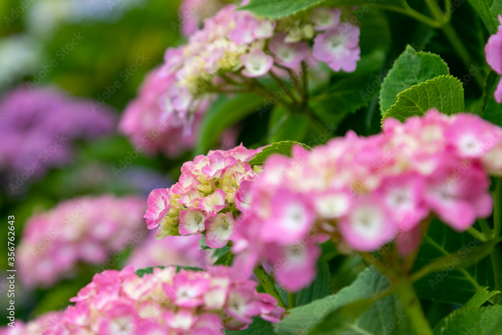 紫陽花の花 東京都葛飾区 日本 紫陽花の花 東京都葛飾区 日本