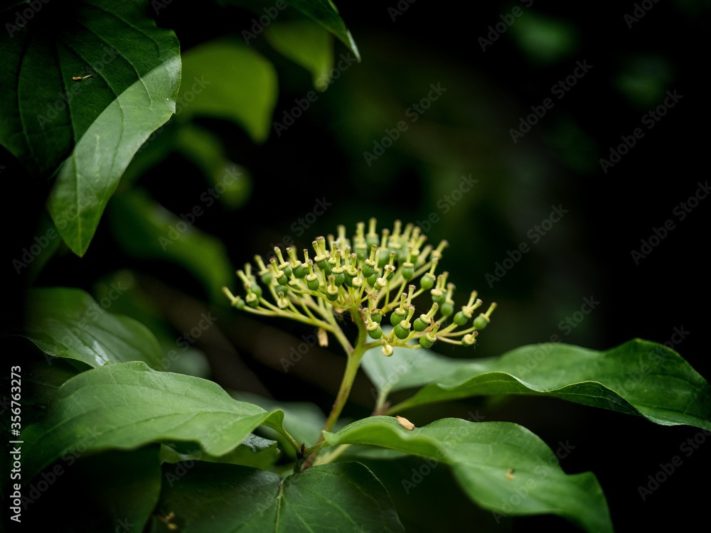 SEED HEAD