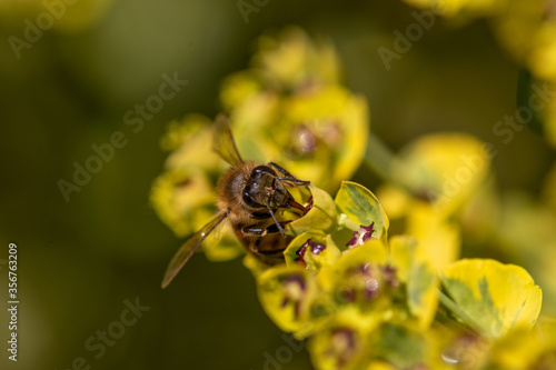 Bee taking nectar from blossom of Euphorbia plant photo