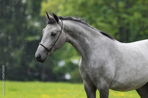 Portrait of a beautiful gray horse on natural green summer background, head closeup