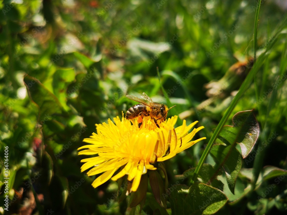 bee on a flower bee on a flower