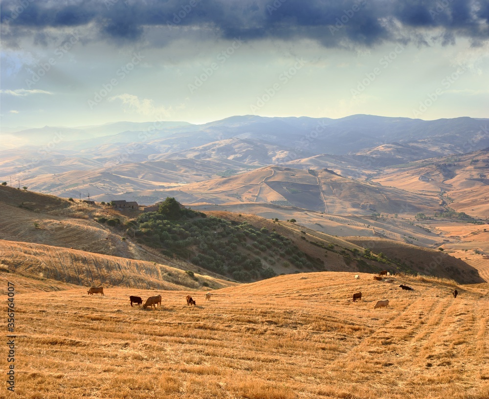 Obraz premium Sicilian Landscape Of Countryside Hills With Herd Of Cow Grazing Stubble Of Wheat Field