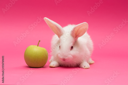 rabbit with the apple © Sergii Mostovyi