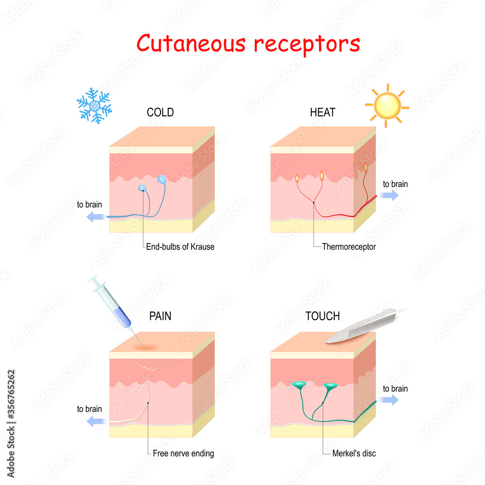 Cutaneous receptors. layers of the human skin with sensory receptors. Stock  Vector | Adobe Stock