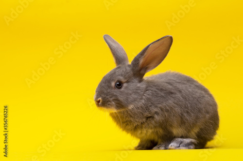 rabbit on a yellow background